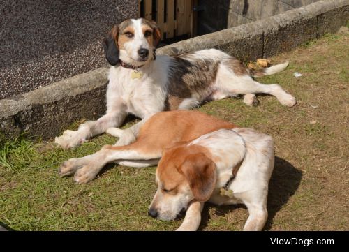 Daisy & Harley our precious foxhounds- in their skinny days…