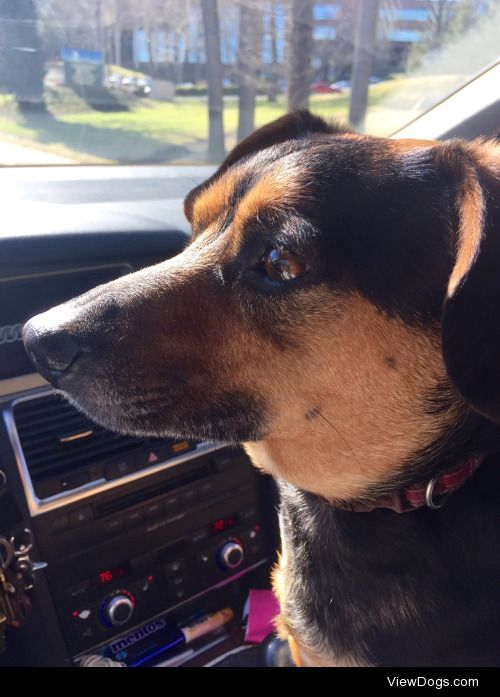 Max (AKA Smacks), a super sweet probable Doxie-Pin we sit for at…