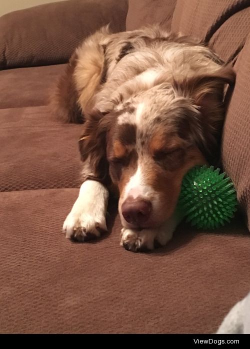 Perfect sleeping Finndog after a great day of hiking and…