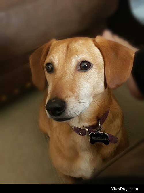 This is Charlie! He’s a dachshund Jack Russell mix….