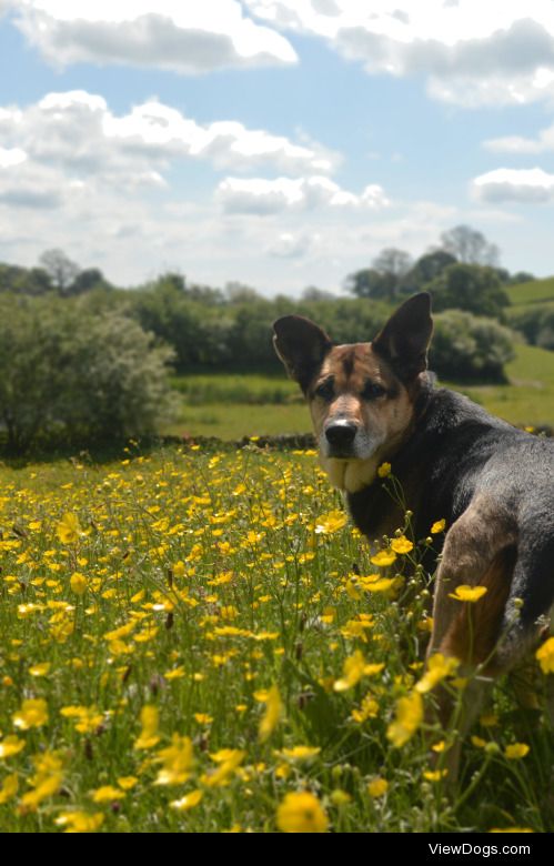This is Nell. We believe she was a German-Shepherd/Collie cross;…