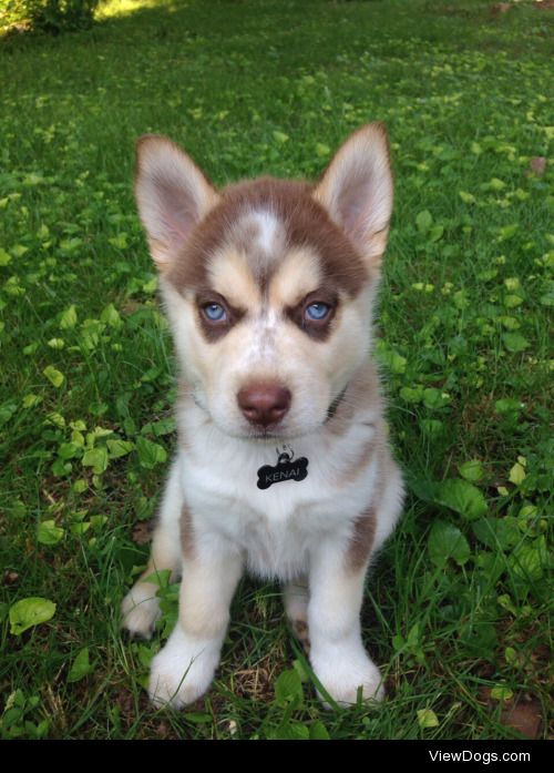 My beautiful baby, Kenai, when he was a puppy. He’s a full…