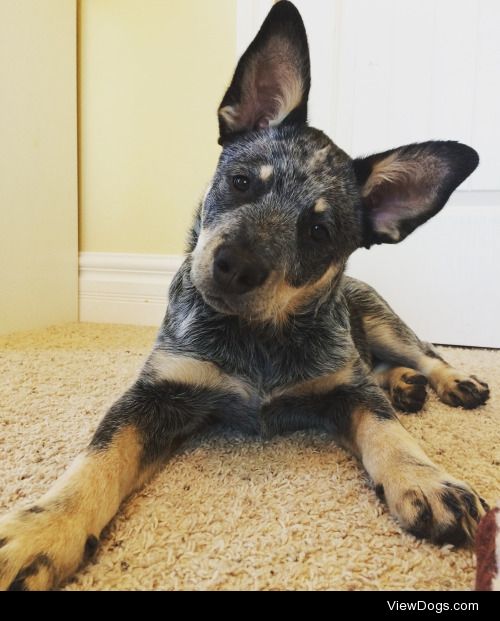 My handsome Blue Heeler (Australian Cattle Dog) puppy named…