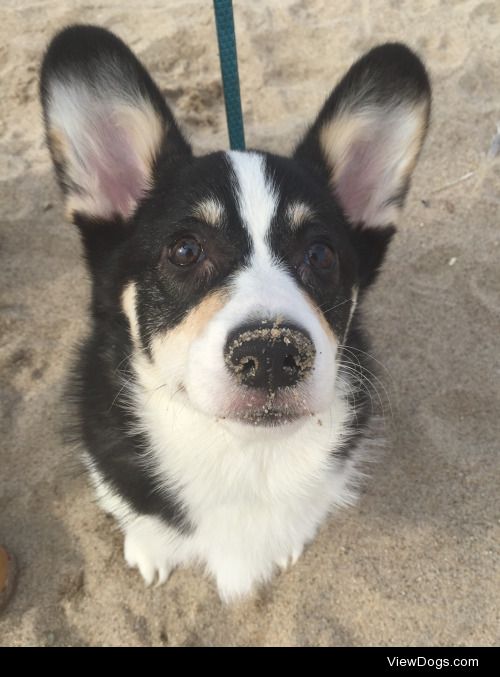 February beach day for Louie the 6 month old corgi!