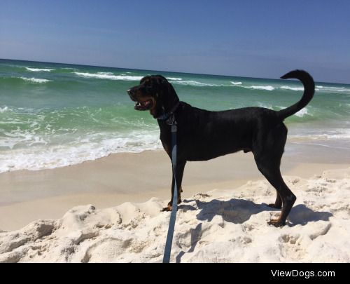 Ezekiel the 3 year old Black and Tan coonhound goes to the…