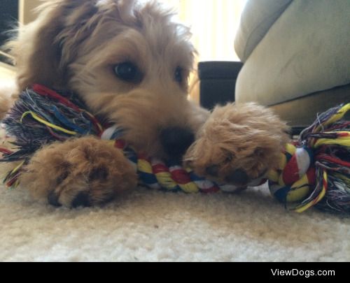 this is my puppy, tallulah. she’s a goldendoodle (golden…