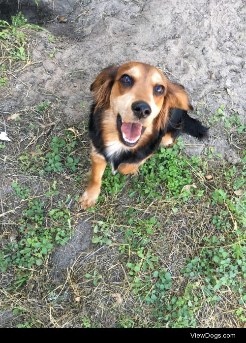 Lady is a beagle/cocker mix that we rescued June of 2015.