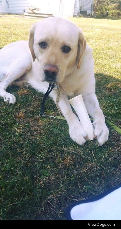 This is Boe, a 4 year old purebred Labrador Retriever. He’s…