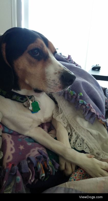 This is Terra the beagle/hound mix! Her favorite hobbies include…