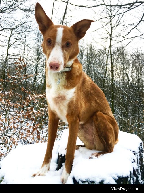Hello! Greetings from Cody, Podenco Andaluz in the snow.