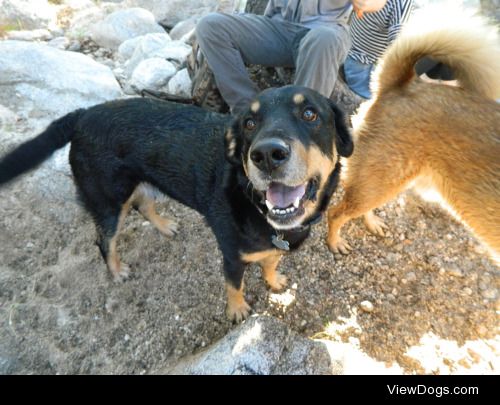 My friends beautiful Rottweiler shepherd mix, his name is Zeus!