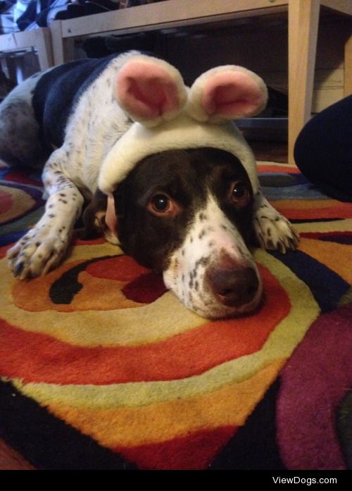 Coco dressed up as the Easter bunny