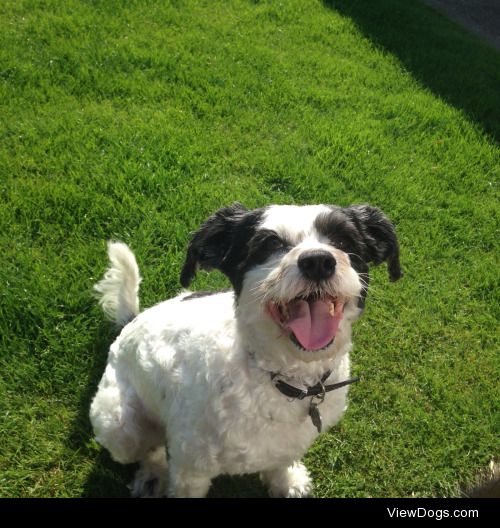 This our rescue dog, Ronnie! We think he’s a Chinese Crested…