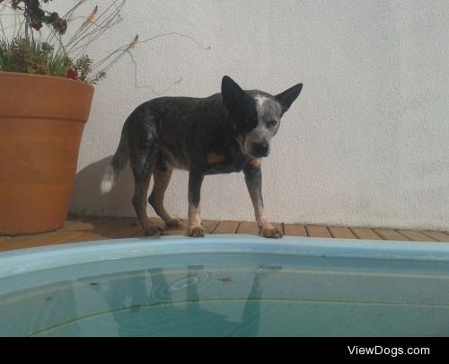 Jump or not jump?
Guri – Australian Cattle Dog. 