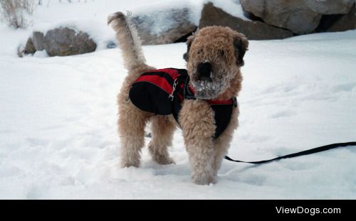 This is Odin! He’s a Wheaten terrier, almost 3 years old….