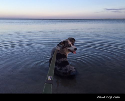 She is Nina 8 year old australian sheppard ❤️