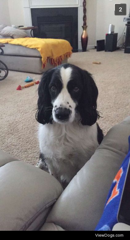 My English springer spaniel Molly gives you this look when she…