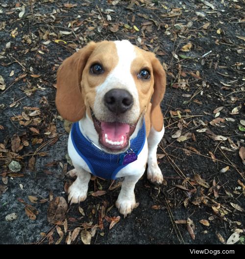 Koda, my 5 month old Lemon Beagle :)