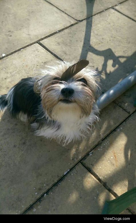 Little Buffy coming over for help when she got a feather stuck…