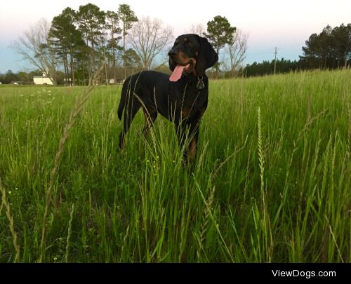 Ezekiel the black and tan coonhound at dus