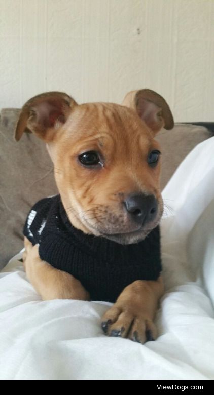 This is Trixie, my nine week old Staffie.