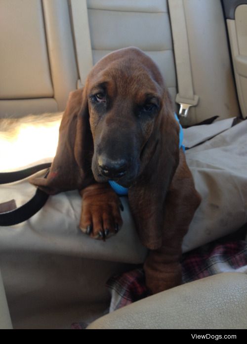 Copper the 4-5 month old basset hound!