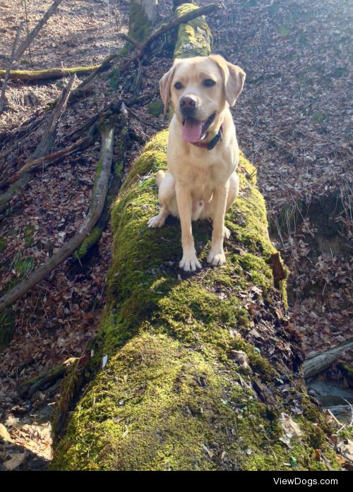 Haku the english labrador retriever