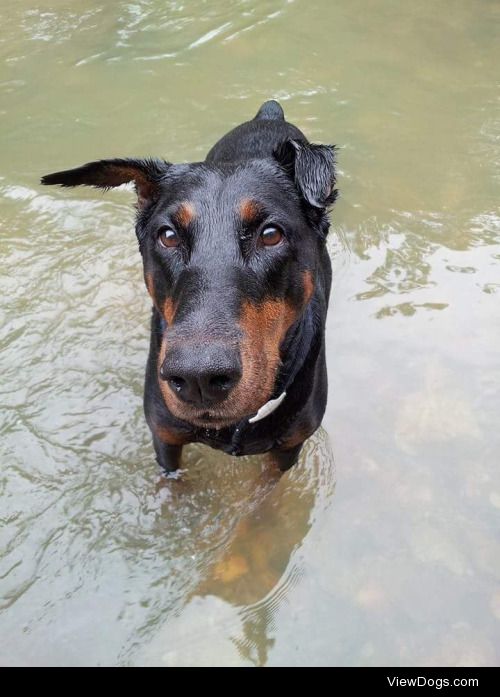 This was my doberbaby Hannah. She always had the sweetest face…