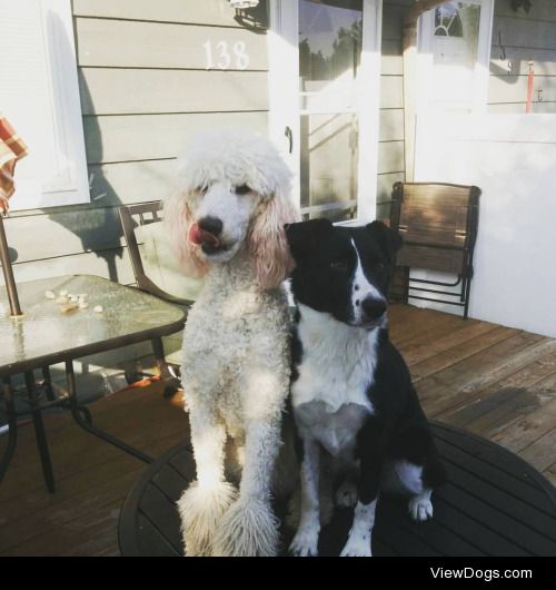 My two dogs, Kayley & Briar! Kayley is a border collie cross…
