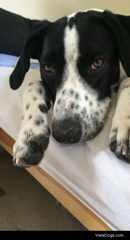 This is Kevin. He’s a beautiful pointer X spaniel. Absolutely…