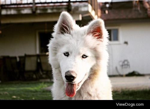 Nanook loves selfies!