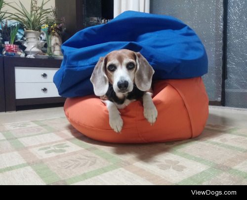 Turtle ?  or  Sandwich Puppy. 

Beagle Sky 10 years lady…