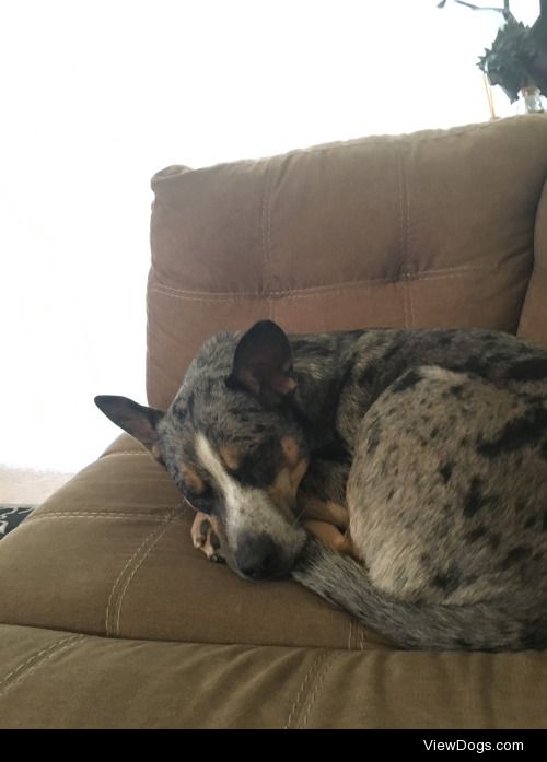 This is Daud. Australian Cattle Dog/Catahoula mix. 100% filled…