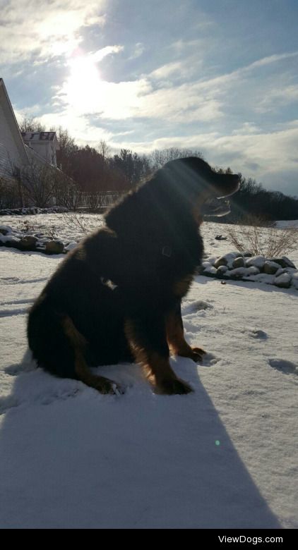 Handsome Mr. Bear. My baby, on our farm in Michigan.