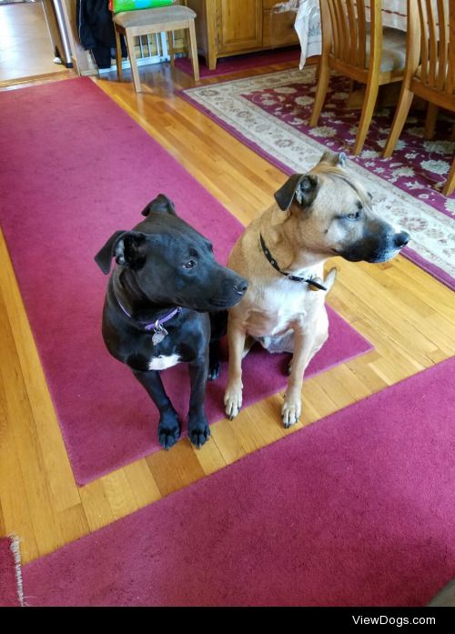 My 8 month old lab/pit mix, Leila (left), and 3 year old mutt,…