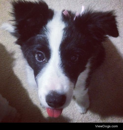 This is my border collie Zelda, she is my princess! – Nathan…