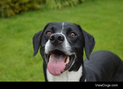 This is Reubin, he’s a German Pointer cross Lurcher (we think,…