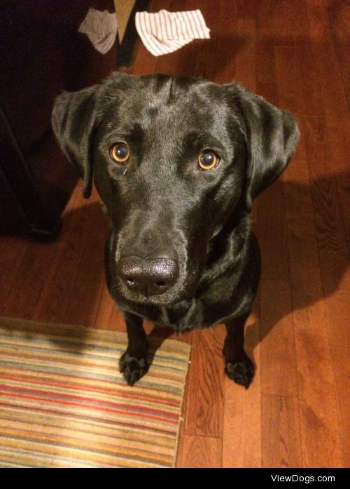 this is onyx! he’s a 3 y/o black lab who believes he is a…
