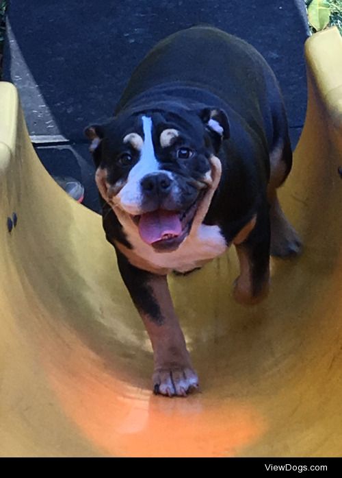 here’s Bella, my sassy lil 5 month old Olde English Bulldogge….