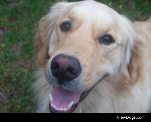 Bonney the Golden Retriever, posing for a photo that eventually…