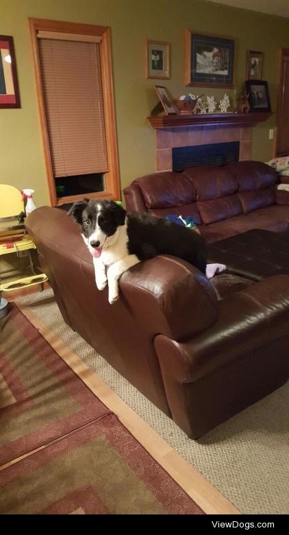 This is Lizard, my small border collie pup with something to…