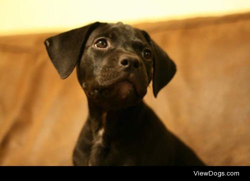 This is Goblin, our lab/pit mix, when he was brand new….