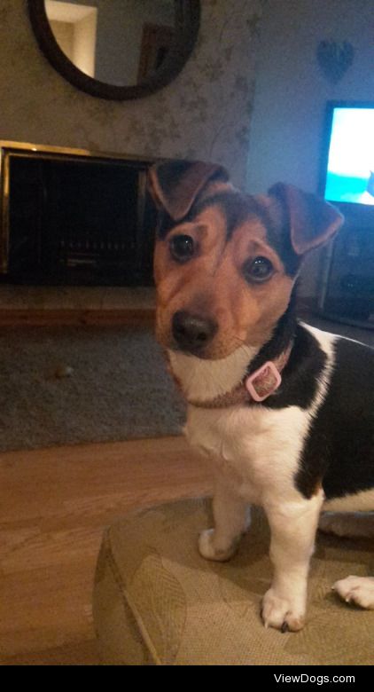 Heres my pupper, Winnie! she’s a 1 year old Jack Russell…