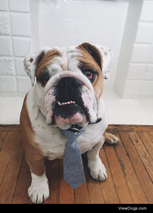 Binks is a 5 year old English bulldog /
professional napper and…