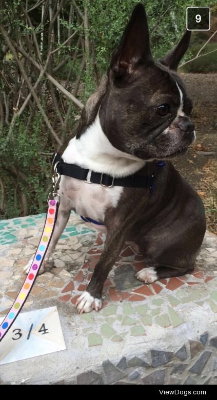 This is Miley. She’s an 8 year old french bulldog boston…