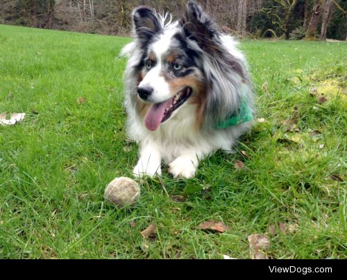 Ozzie loves his haggard old tennis ball :)