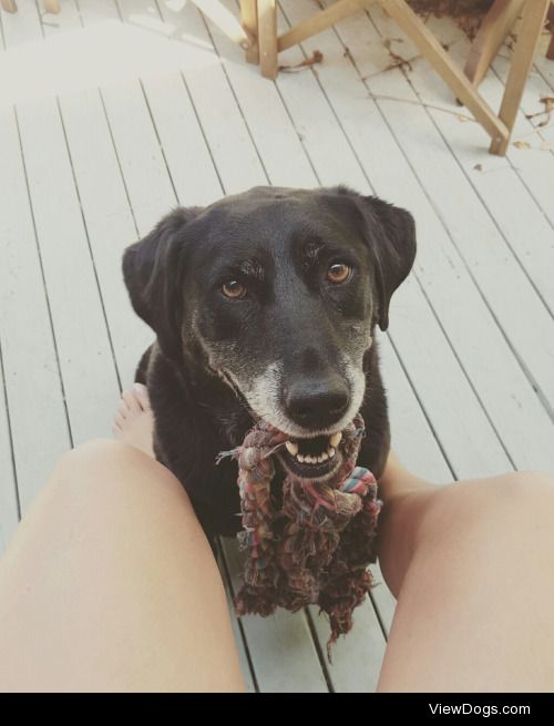 This is Zipper, 8 year old Labrador x that loves fetch more than…