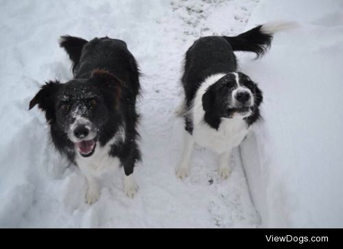 Riley and Bodie enjoying the snow!
#handsomedogs, #border…