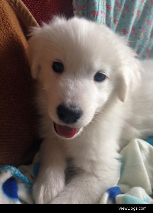 carol, my smiley samoyed x golden retriever