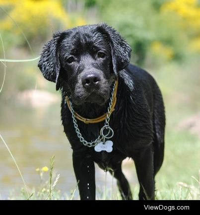 This is Heiko, he is my sister’s cute black labrator….